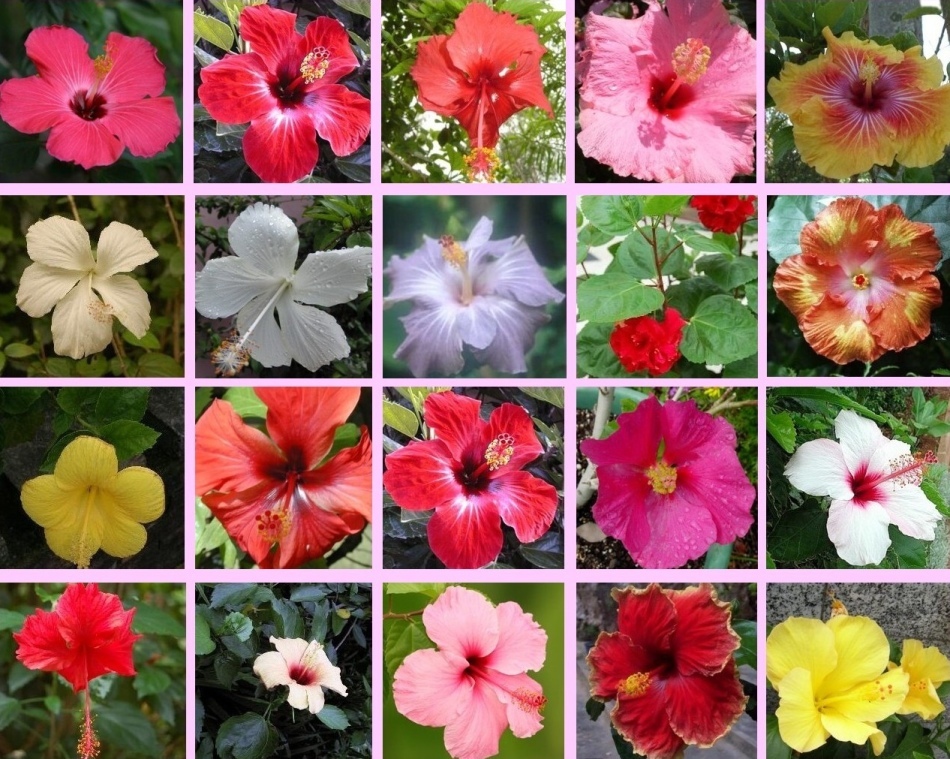 Hibiscus - čínska ruža: druh, starostlivosť, pestovanie a reprodukcia doma. Hibiscus - kvet smrti, prečo: znamenia a povery