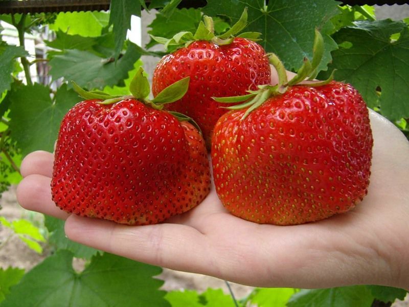 Hvordan dyrke jordbær i poser hele året