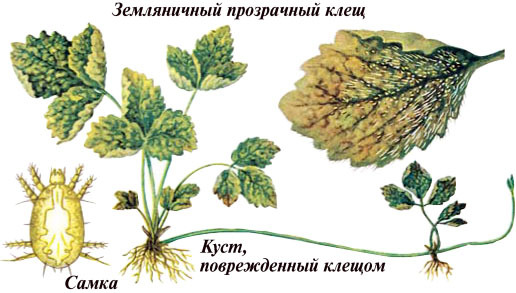 Treatment of strawberries from pests and diseases