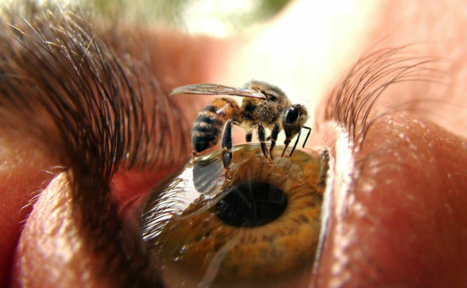 Fobia - pelko, pelko hämähäkit, torakoita, muurahaisia, mehiläisiä, ampiaisia, matoja ja muita hyönteisiä: nimi, syyt, hoito