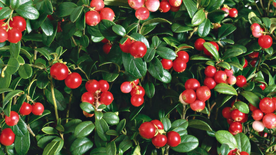 Leaves and berries cranberries: useful and medicinal properties and contraindications for women, men, children. The use of cranberries in folk medicine, as a diuretic, for the treatment of the kidneys, with cystitis, pressure, cold: recipes