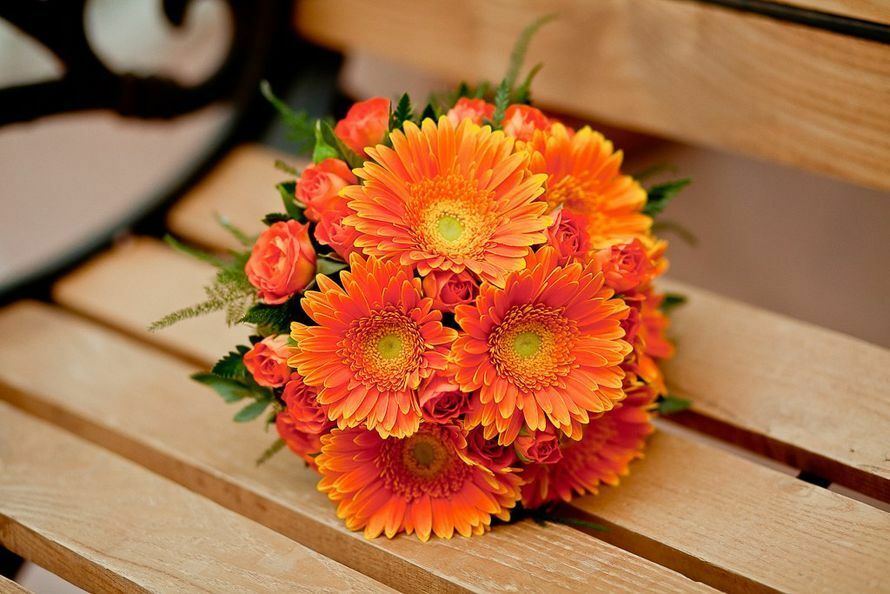 Gerbera flowers: bouquet with roses, chrysanthemums. How to make a beautiful wedding bouquet of a bride from white gerberas, from gerberas and chrysanthemums?