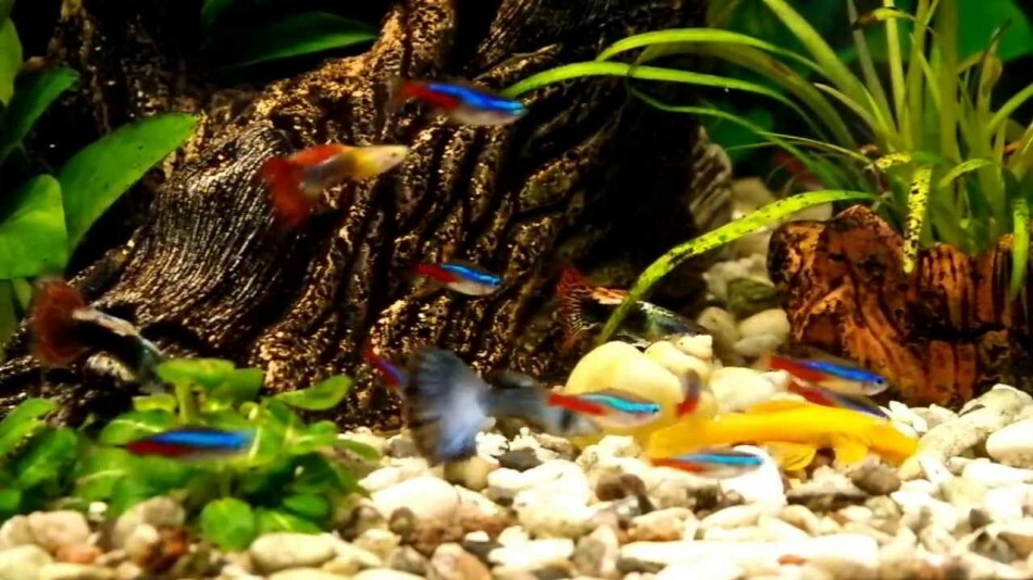 Foto di pesci d'acquario con nomi e descrizioni. Tipi di pesci d'acquario: pesce gatto, pesce rosso, ciclidi, discus, haracine, carpe, carpus-like, labirinto
