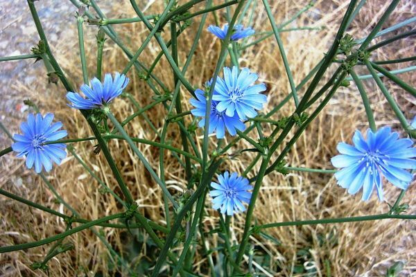 100 fleurs de champ et de prairie les plus populaires avec des photos et des noms
