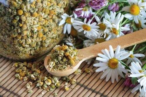 chamomile in dry condition