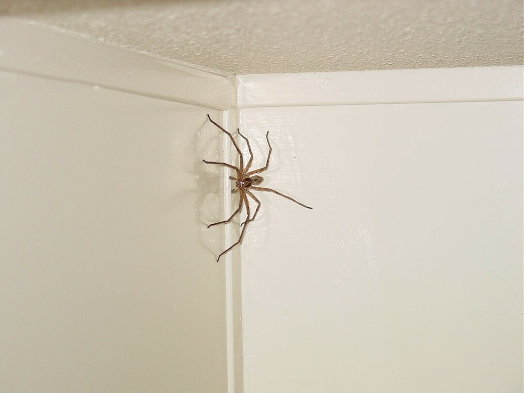 Sign: spider in the house, apartment, bathroom, in the kitchen. Why see a spider in the morning, in the evening, in the afternoon, in the night, white, red, black, yellow, green, cross, dead, many spiders, kill the spider intentionally or accidentally: signs
