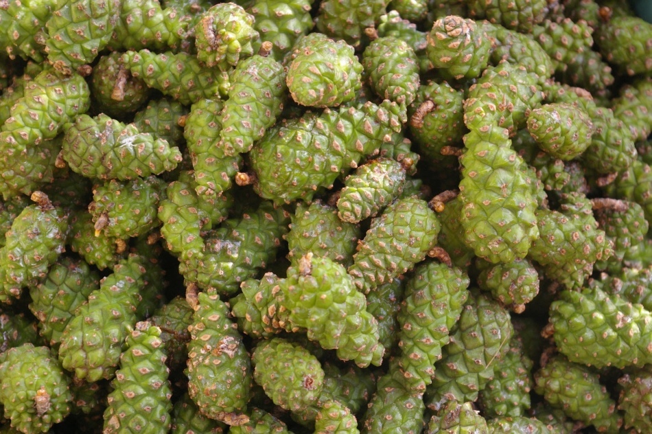 Jam from pine cones: good and bad. A recipe for jam from young pine cones with honey, lemon, in a multivark, children
