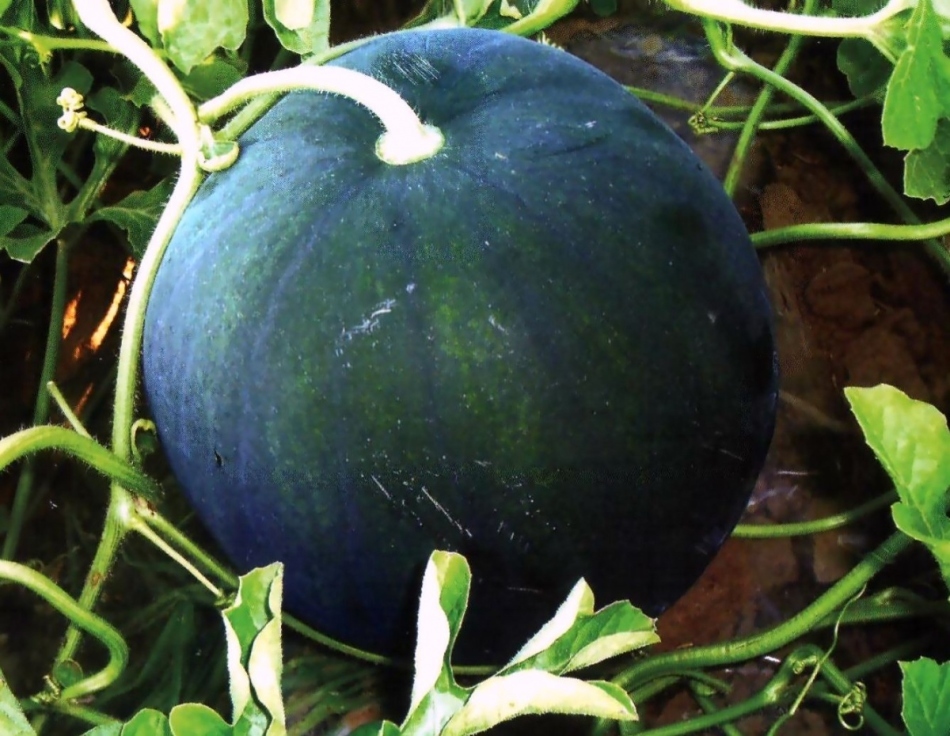 Hvordan velge vannmelon, hvordan å sjekke vannmelon på nitrater, hvordan lagre det, kan det bli frosset? Forskjellen mellom en jente vannmelon og en gutt