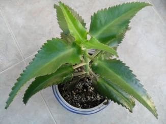 Kalanchoe during pregnancy from a cold