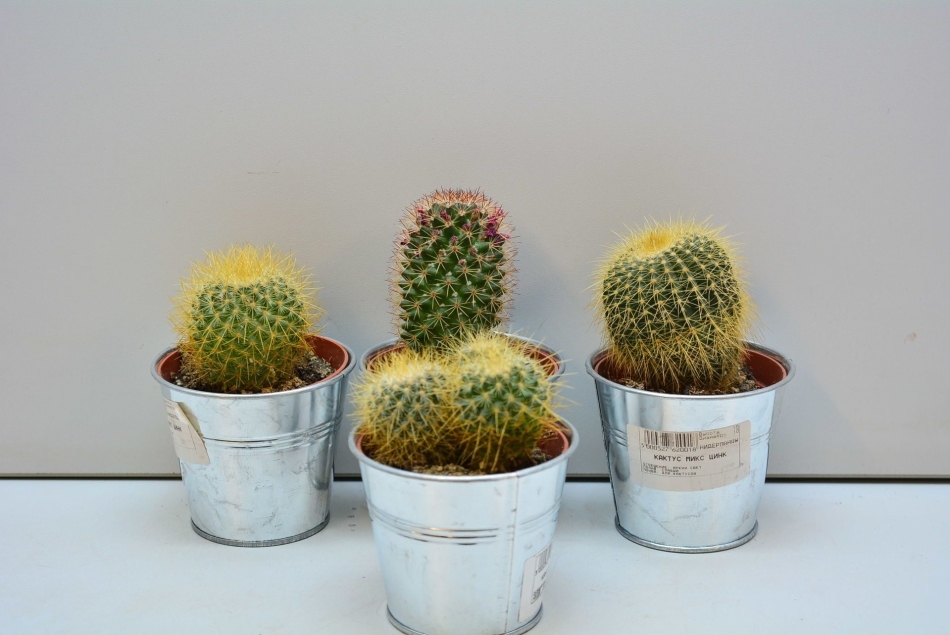 Posso manter cactos em casa? Cactus home: benefícios e danos, sinais e superstições das pessoas. Cactus como presente: valor, um sinal