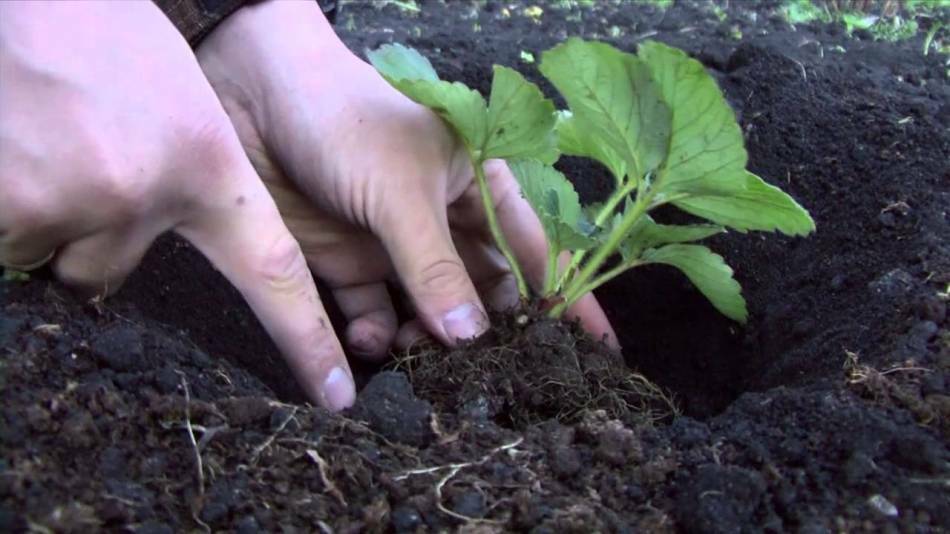 Vilkår for såing frø og planting av frøplanter av grønnsaker, jordbær, jordbær i drivhus og jord i 2017 i forstedene, Urals, Sibirien, Chernozem, Krasnodar Territory, Nord