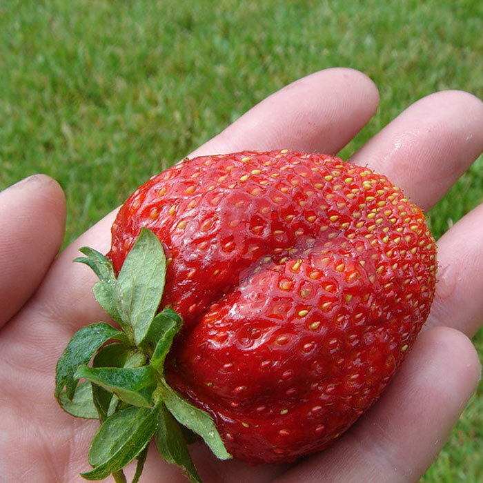 Frische Erdbeeren das ganze Jahr über: auf dem Balkon wachsen