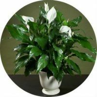 Populaire tekens over de bloem spathiphyllum of vrouwelijk geluk