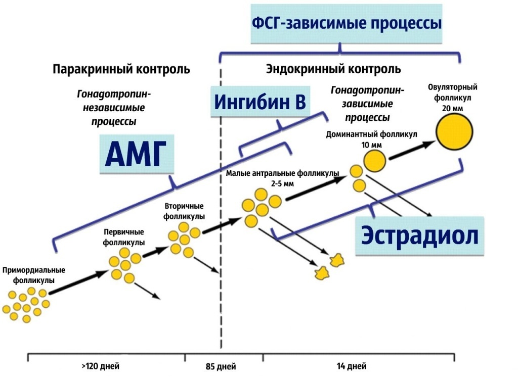 Динамическая схема образования яйцеклеток