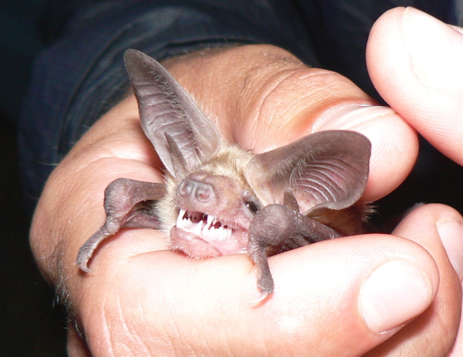 Chauves-souris dans la maison