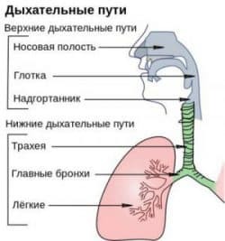 tracheitis