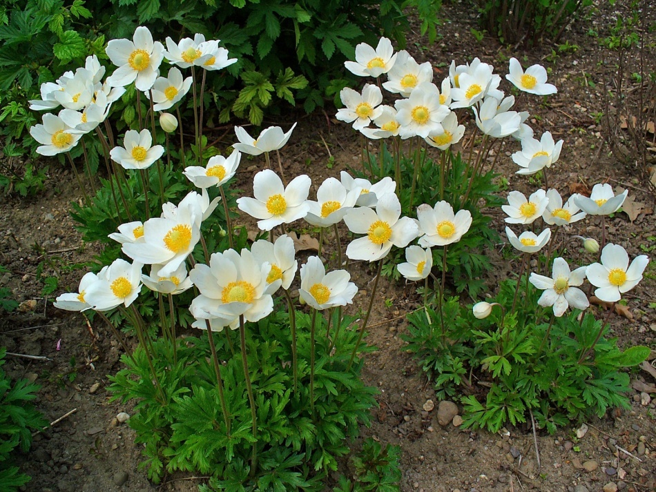 Flor de anêmona: espécies, propriedades úteis e medicinais, contra-indicações, aplicação em medicina. Tintura da anêmona e sua aplicação: receitas