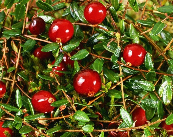 Cranberry dengan menyusui - efek terapeutik dan resep yang berguna