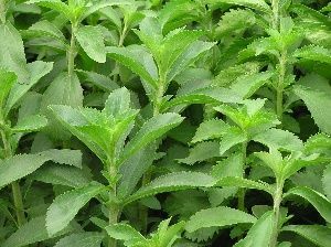 Stevia adalah ramuan semacam itu! Akan mengganti gula semua dan selalu!