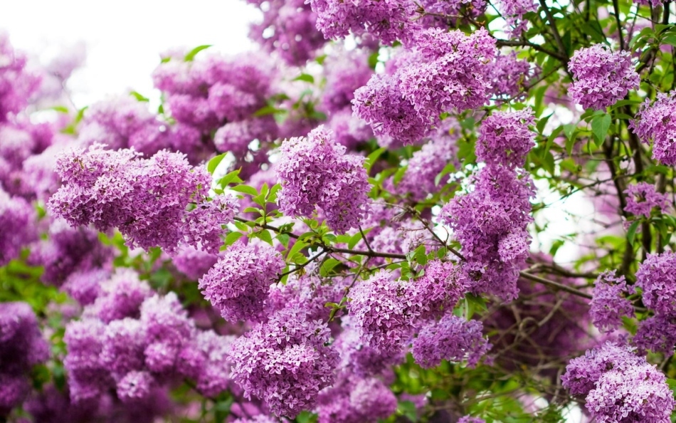 The lilac is a dream book: what does a lilac blossom, white, lilac, purple, red woman, girl, dream about in a dream? Why dream of dreaming, tear lilacs?