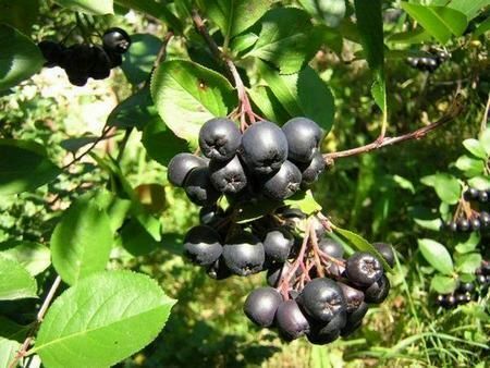 Miód i aronia - najlepszy sposób na podniesienie ciśnienia krwi i hemoglobiny!