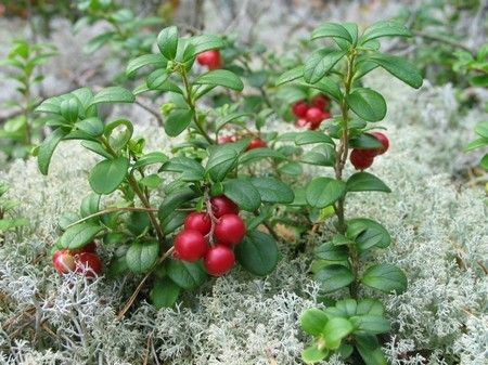 Kaldu daun cranberry: obat unik dan aman dari alam