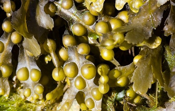 Fuscus bubble Propriedades únicas de fucus bubbly. Indicações de uso