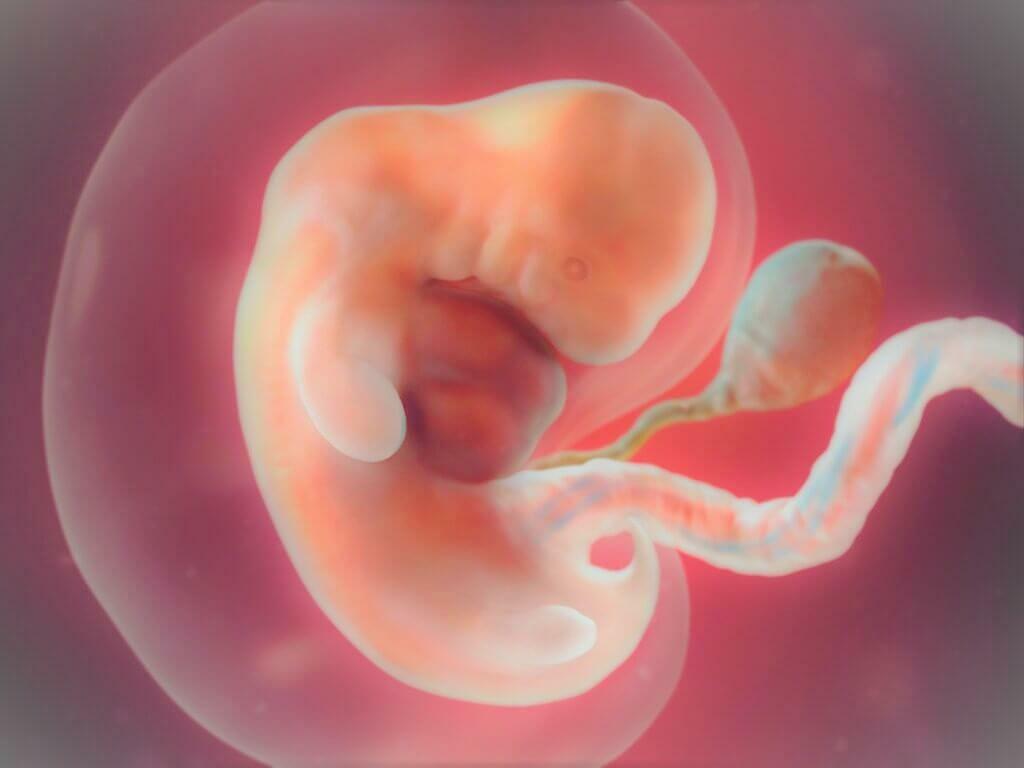 The size of the ovum by weeks of pregnancy in the table (pathology)