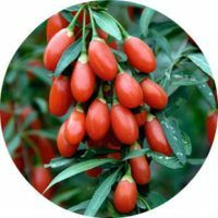 Goji berry yang tidak biasa: apa gunanya dan membahayakan kesehatan