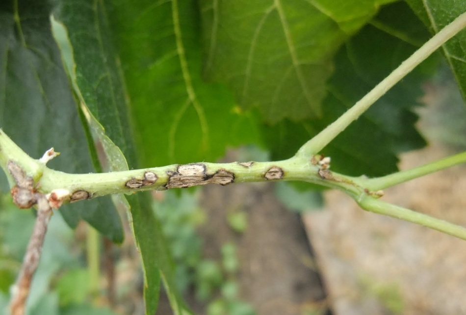 Planting raspberries in spring seedlings, pruning, feeding and processing from pests and diseases. When is it better to plant, transplant, cut raspberries: in spring or in autumn?