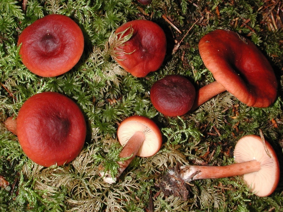 Champignons champignons: rassen, beschrijving, foto's. Hoe onderscheid je een echte eetbare paddestoel van een valse? Hoe zien echte en valse paddenstoelen eruit, waar, in welk bos, wanneer te verzamelen, hoe te verwerken na de oogst?