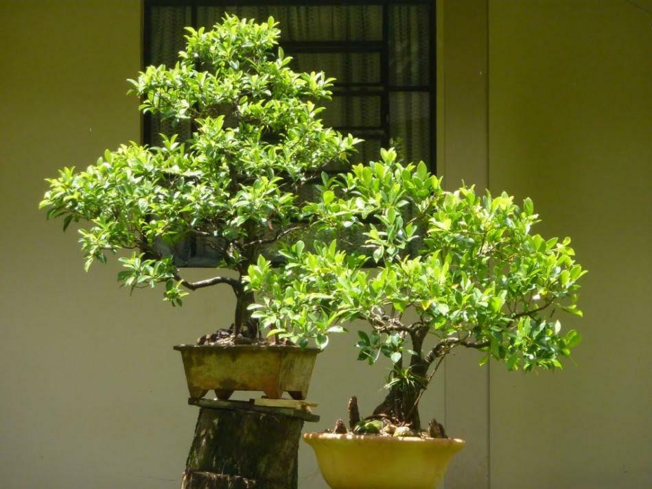 Hoe maak je een bonsai-boom van de Benjamin-ficus zelf, hoe kan je thuis zorgen? De kroon van bonsai vormen vanuit de vijgenboom van Benjamin met je eigen handen: waar te beginnen, hoe doe je dat stap voor stap?