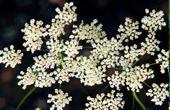 Bedrenice( Pimpinella major)