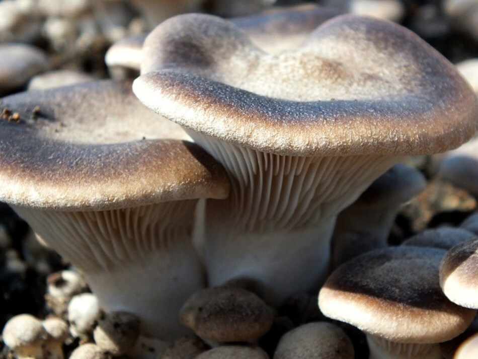 Oesterzwammen met champignons in de garage, serre, kelder, kelder, op straat, cottage, tuin: stap voor stap instructies, beoordelingen. Fouten en problemen bij het kweken van oesterzwammen thuis