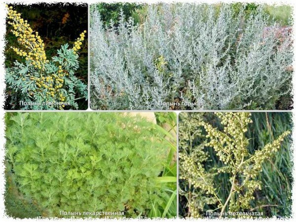 Wormwood for bath: todas as propriedades úteis