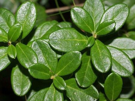 O Bearberry trata gastrite e cistite, reumatismo, gota e conjuntivite!