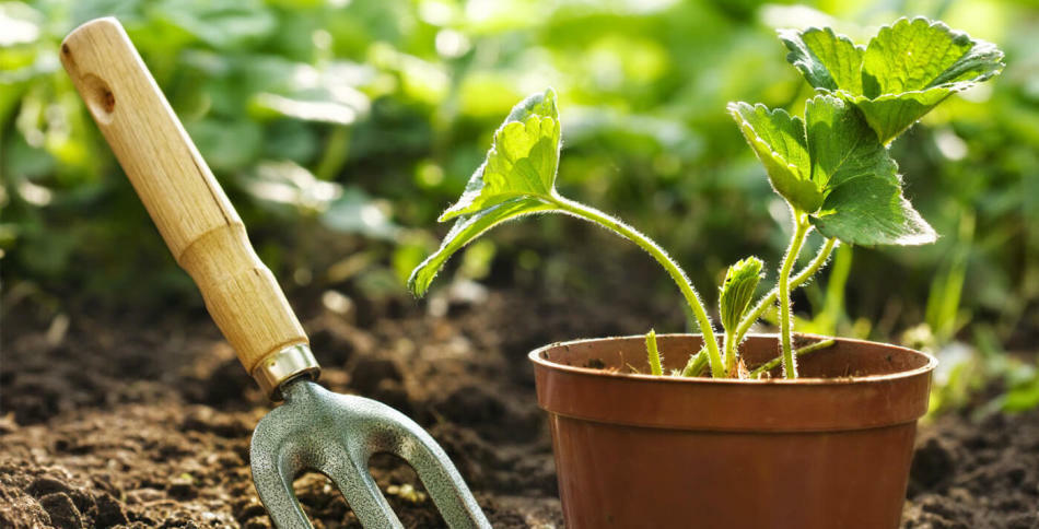 Maankalender voor het planten van zaailingen 2017: tafel. Wanneer zaailingen zaaien en planten op de maankalender 2017: gunstige dagen