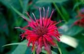 Monarda