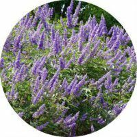 Hyssop-yrttien parantava ominaisuus