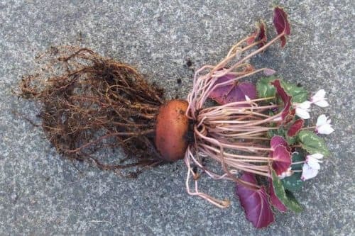 cyclamen root