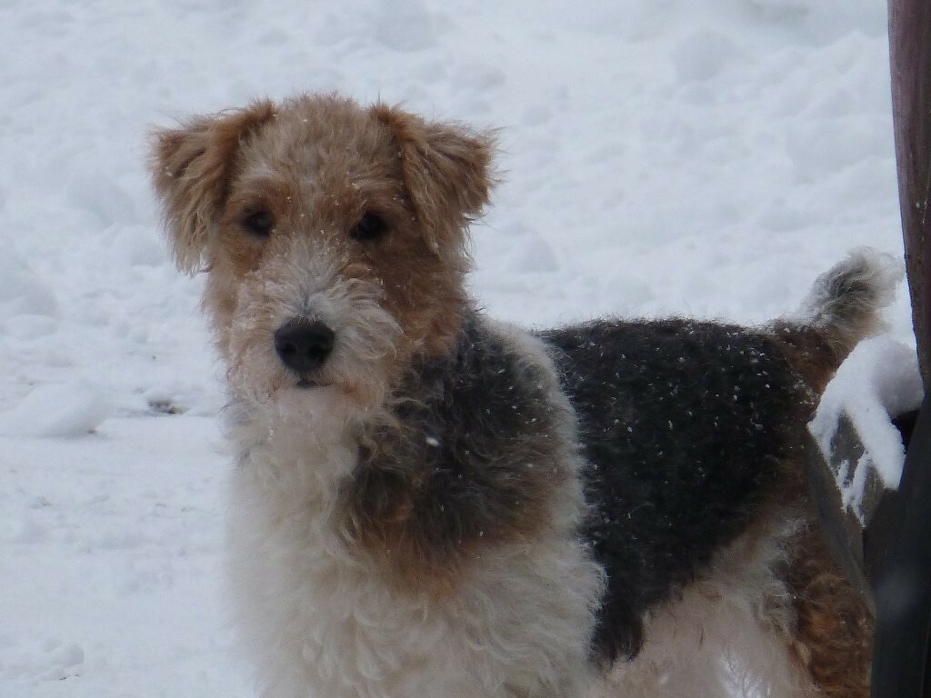 Droominterpretatiehond. Waar droomt de hond van? De betekenis van slaap over een hond