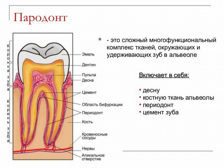 Anatomia, função e doença periodontal