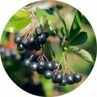 Het gebruik van chokeberry mountain ash voor gezondheid in recepten van volksgeneeskunde