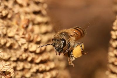 Quem usa ativamente o pólen de abelhas, os nervos e o coração se fortalecem