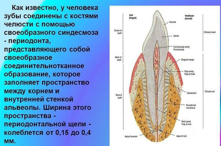 Przyczyny edukacji i leczenia kieszonek przyzębia