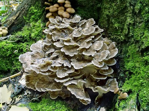 Mushroom-ram é um presente inestimável da natureza para a nossa saúde