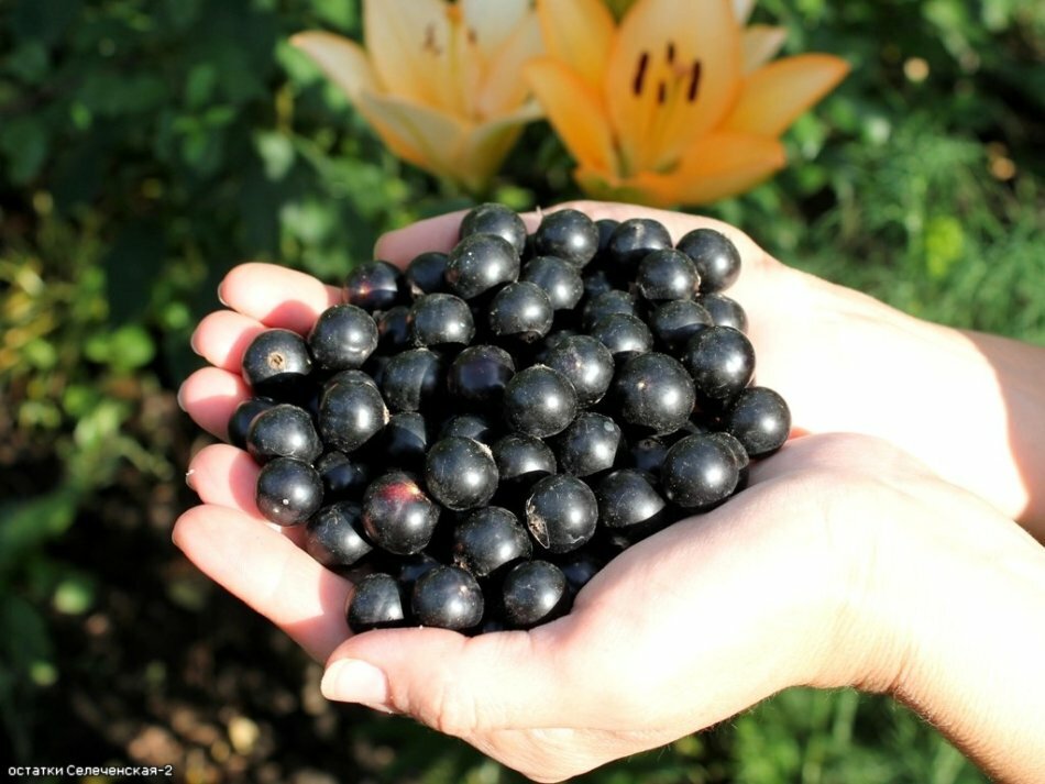 Drying of black currant in an electric dryer, oven, microwave, in the sun, in aerogril? When to collect and dry the leaves of black currant for tea?