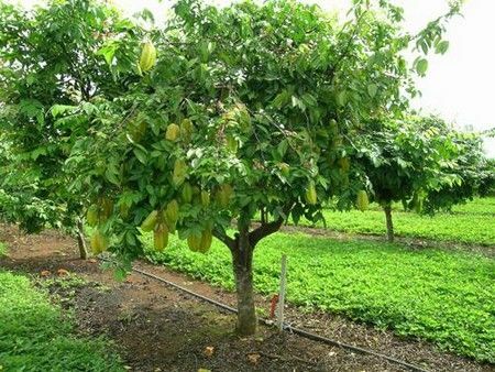 Frutas para cinco estrelas - carambola!