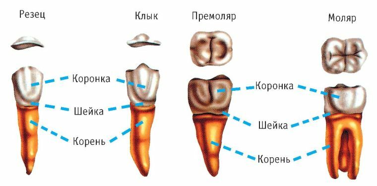 Wszystko o strukturze ludzkich zębów - wyraźnie i łatwo dostępne