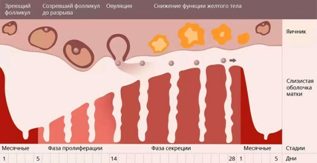 Influenza e ciclo menstrual: mau funcionamento, recuperação, do que ser tratado 1